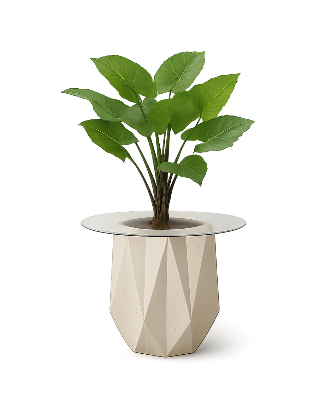 Facet Blanc planter with clear glass top and Elephant Ear plant
