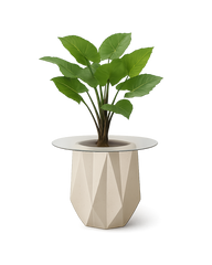 Facet Blanc planter with clear glass top and Elephant Ear plant