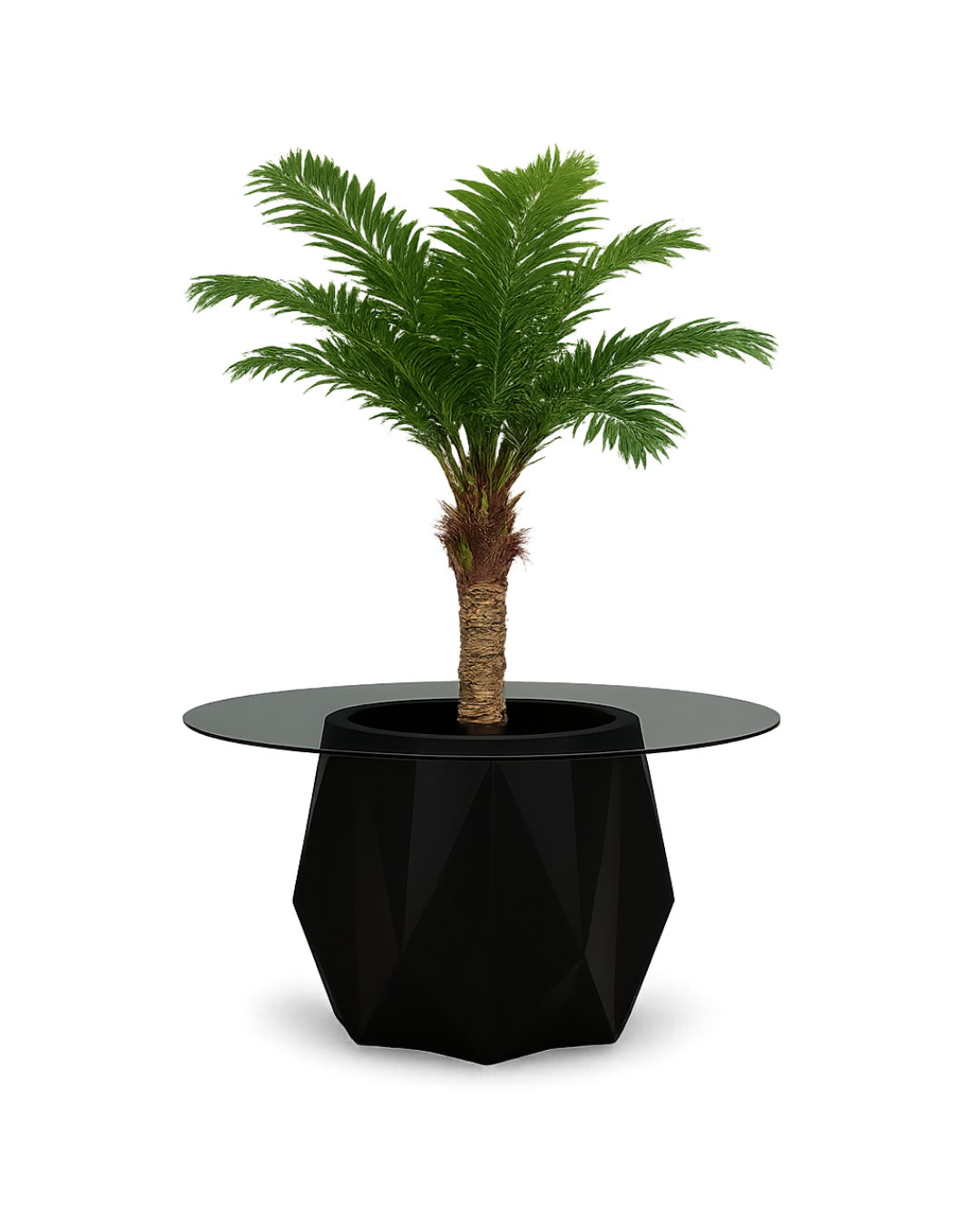 Facet Noir planter with black tinted glass top and tropical palm