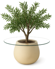 Oliva Planter featuring a textured off-white planter, clear glass top, and mature olive tree, isolated on transparent background