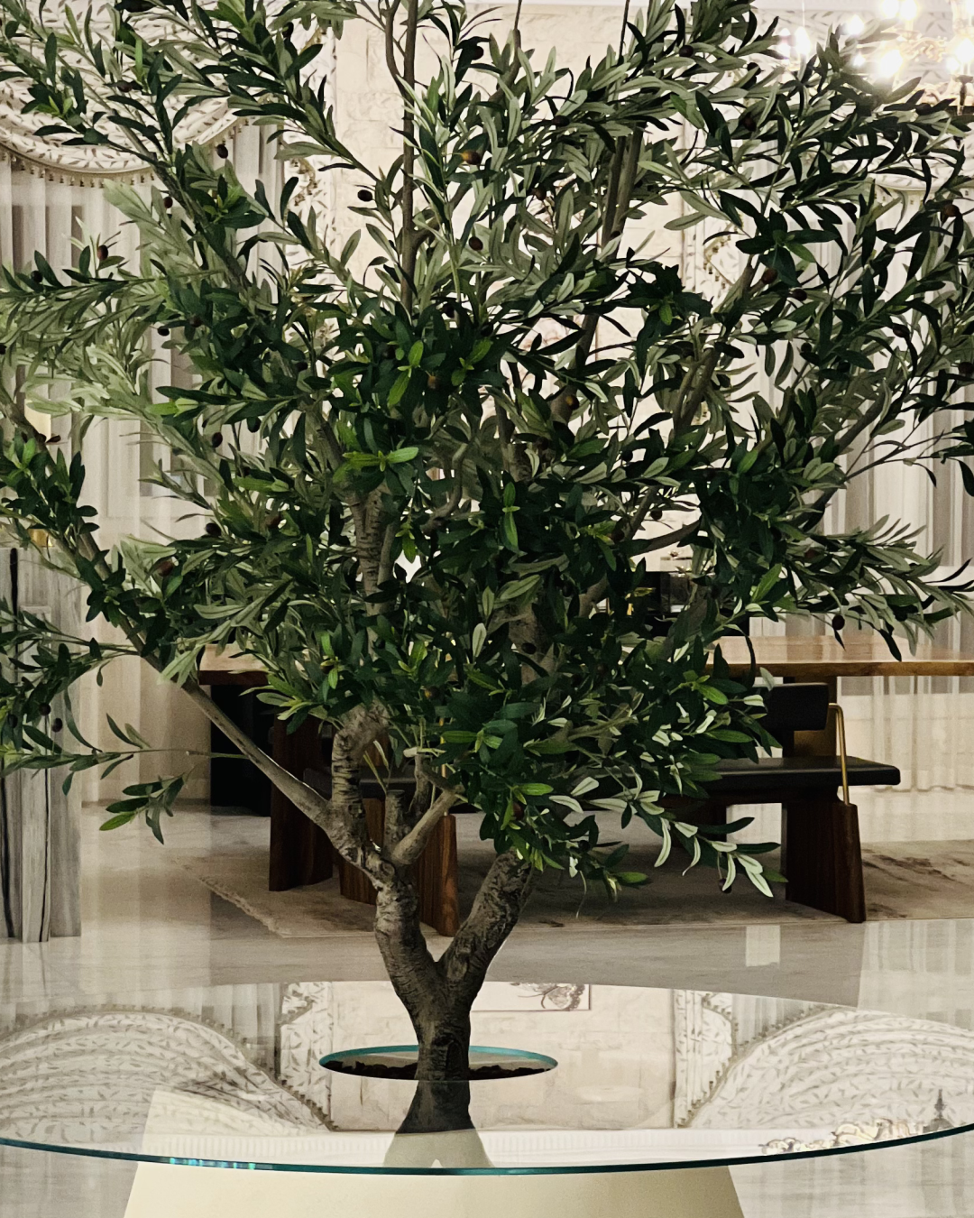 Detail shot of the olive tree foliage