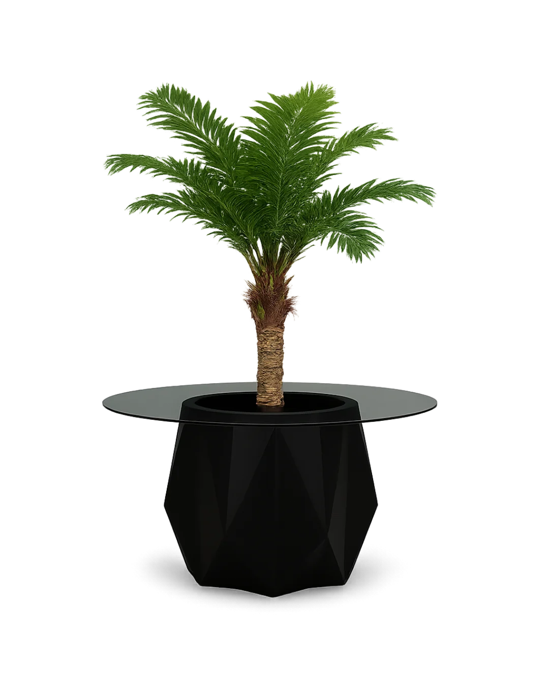 Facet Noir planter with black tinted glass top and tropical palm